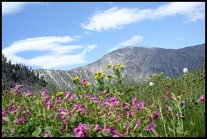 wildflowers