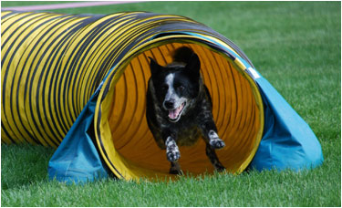 Dog Agility Competition 