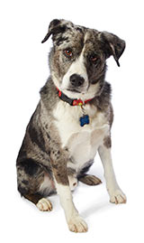 Dog of the Month