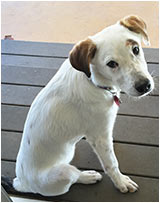 Dog of the Month