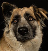 Dog of the Month