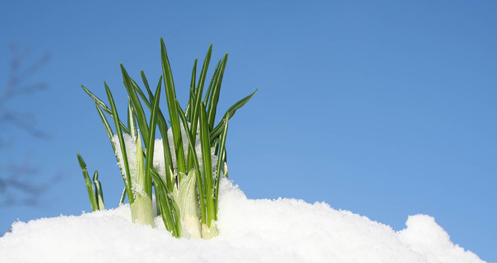 Home Page Historic Downtown Louisville, Colorado