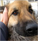 Shiloh